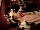 Alexandro the dancing cow