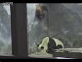 panda snazing