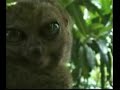dramatic-lemur-megaleach-style.html