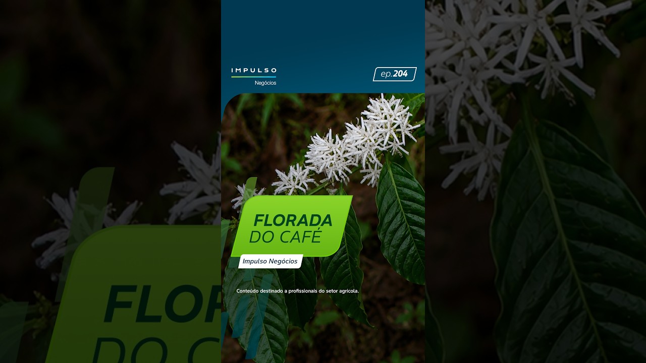 Como construir uma florada mais forte no cafeeiro