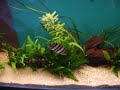 Datnioides microlepis (siamese tigerfish) Datnioides microlepis (siamese tigerfish)