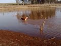 The True Golden Retriever (Video #1)