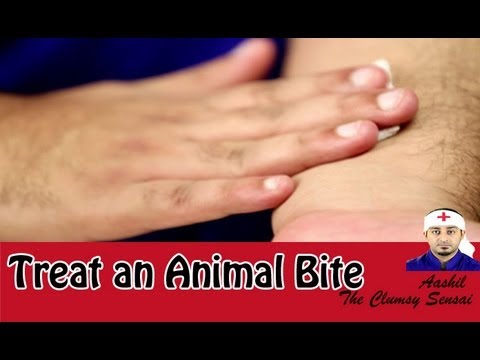 how to treat dog bites on a dog