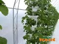 Jagode / Strawberries