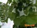 Jagode / Strawberries