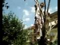 BARESE TARZAN PIANURA