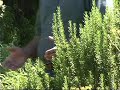Herbs in the Landscape.mp4