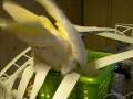 videos de Frostie Does His Taxes!