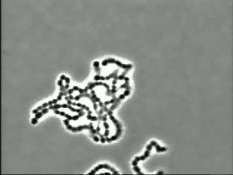 how to isolate streptococcus pyogenes