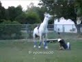 Falling off horses 2 Falling off horses 2
