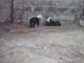 Las nenas jugando