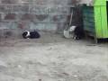 Las nenas jugando