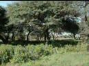 paintball