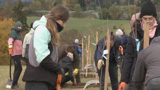 Výsadba aleje přátelství