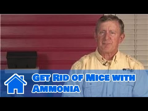 how to get rid of ammonia
