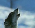 Wolf - The Return Wolf - The Return