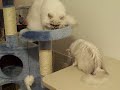 Silver Persian Cats