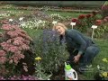 Osmocote Gardening Tip 15 Transplanting from Pots Osmocote Gardening Tip 15 Transplanting from Pots
