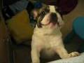 Bulldog Francés video