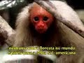 Americanos  querem tomar a Amazonia.mpeg