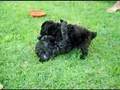Caniche video