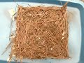 Great Crested Flycatcher nest