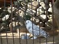 シロフクロウの食事