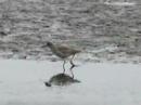 Redshank and Teal LWC 24 March 2008
