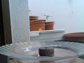 germinacion con jiffys o base de turba prensada