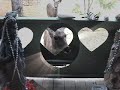 Valentine from a Deer Friend