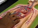 Artery Model Part II