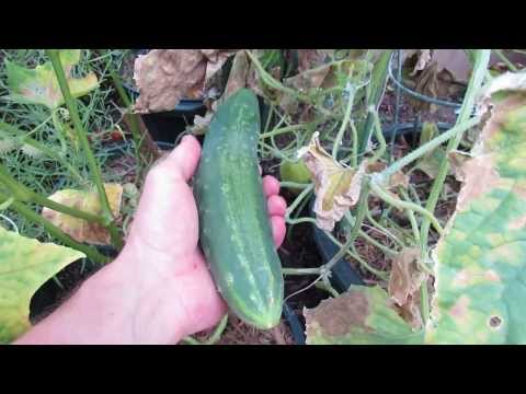 how to harvest seeds from a cucumber