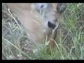 WaveLit Africam
