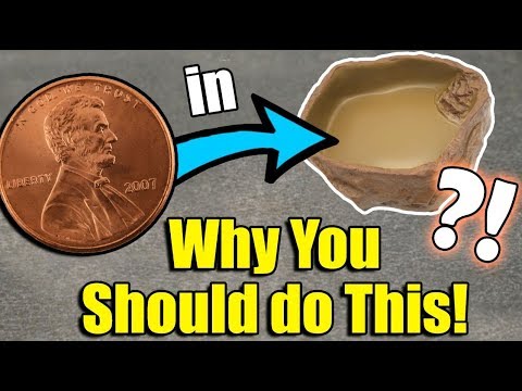 YouTube reptile video