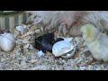 Baby Chick Hatching 2 of 3 Farley\ Baby Chick Hatching 2 of 3 Farley\
