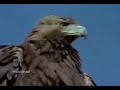 the golden eagle birds living in the northern part of the globe. up along the two wings of the eagle to 2 meters, and the color tends to dark brown with a golden spot in the neck and mouth. golden eagle feeds generally rabbits, mice, snakes, birds among the duties and find goats living in the high mountains. despite the relatively heavy goats only golden eagle faces no problem in carrying caught by the claws to the nest. the golden eagle kill his victim by the long claws and sharp beak using this method is not feasible with large animals such as the mountain goat piece, we find that this method uses eagle particularly smart to eradicate goats as drawn from the foot of the mountain and leaves fall to the ground from high altitude until fall and die, causing and the eagle receive and meal ready to eat.
