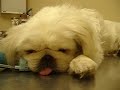 Pet Food Recall - PURINA - Baby died on 04/21/07 - melamine poison