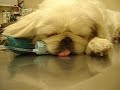 Pet Food Recall - PURINA - Baby died on 04/21/07