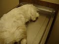 Pet Food Recall - PURINA - Baby died on 04/21/07 - melamine poison