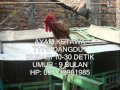 AYAM KETAWA DANGDUT-30DTK.wmv