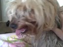 Puppers Playing with My Emotions