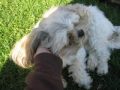 My Dogs, CJ and Maggie
