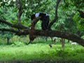martina tree bite