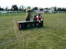 maltese-dog-racing.html