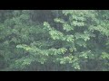 Click here to watch this video Rain is falling to the natural woodland.里山の雨 Japan