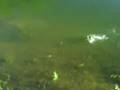 Colby's Fishing dominaton