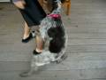videos de Dog humping leg