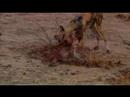 A Beast surprises Wild Dog pups