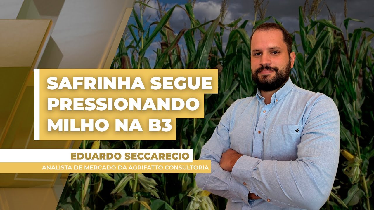 Safrinha conta com boas condições climáticas e preços do milho no Brasil têm semana de queda...
