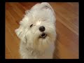 sasha despu�s de la pelu